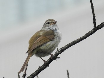 Japanese Bush Warbler 岐阜市 Mon, 4/22/2024