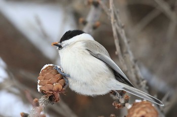 ハシブトガラ 北海道 函館市 東山 2018年12月29日(土)