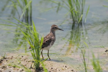 Long-toed Stint Unknown Spots Sun, 4/21/2024