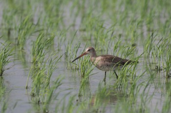 Black-tailed Godwit Unknown Spots Mon, 4/22/2024