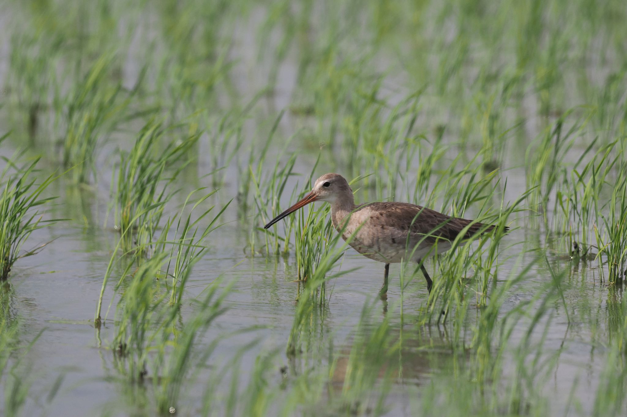 Photo of Black-tailed Godwit at  by エナガ好き