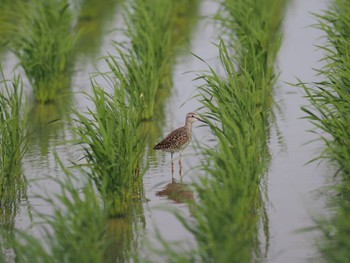 Wood Sandpiper Unknown Spots Mon, 4/22/2024