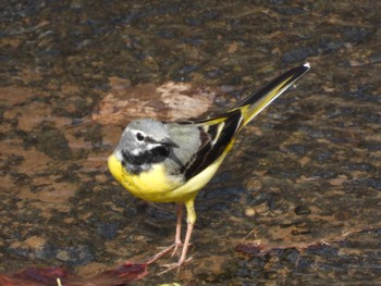 Grey Wagtail 四万川 Sun, 4/21/2024