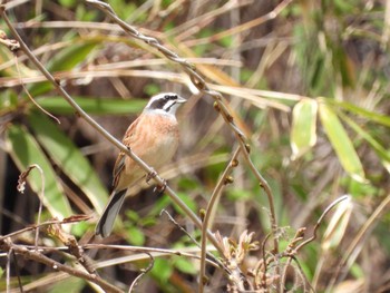 Meadow Bunting 四万川 Sun, 4/21/2024