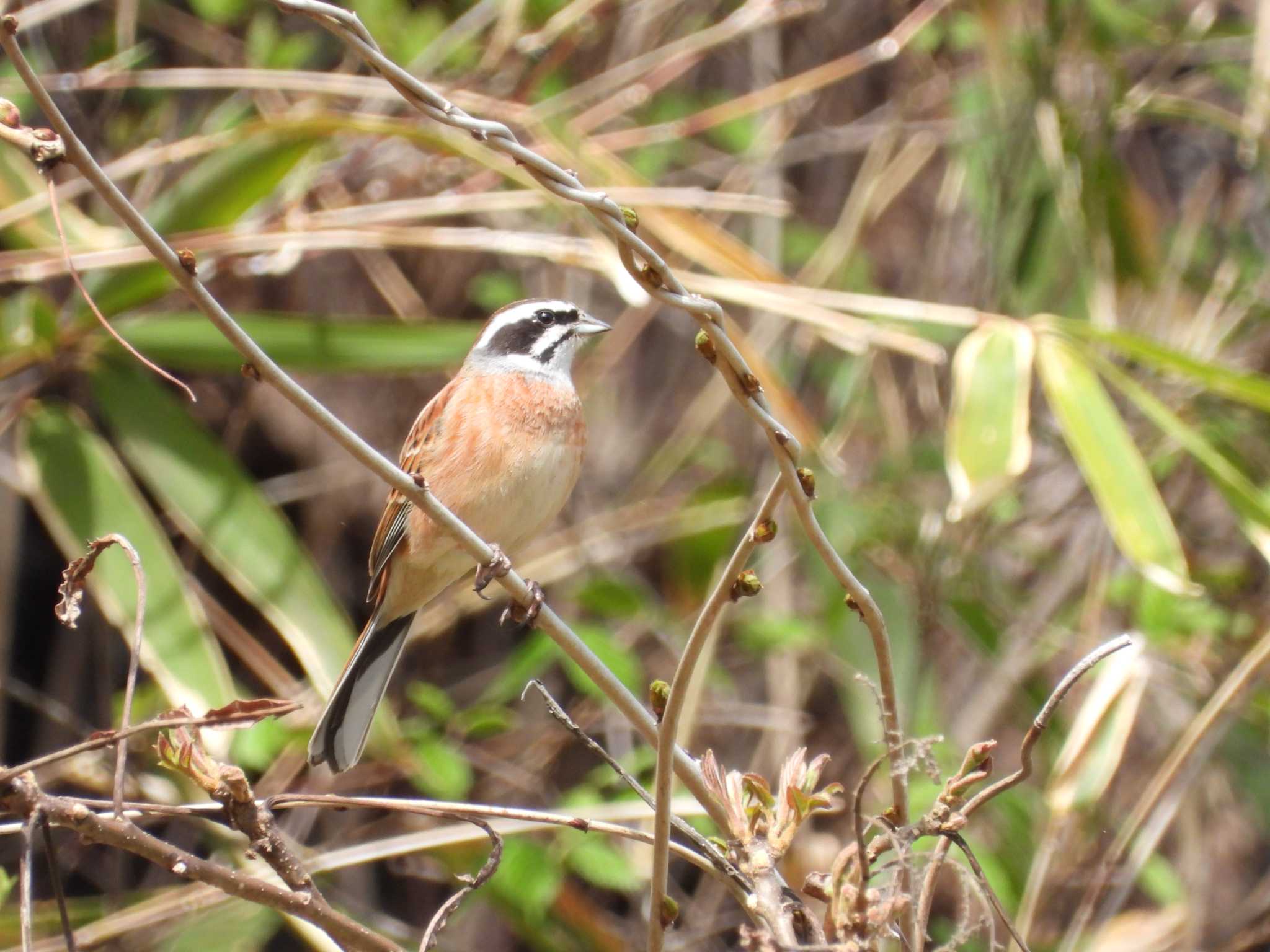 Meadow Bunting