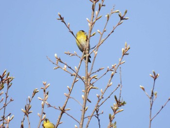 2024年4月21日(日) 四万川の野鳥観察記録