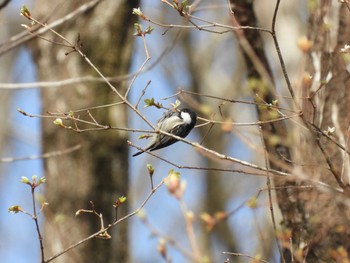 Coal Tit 四万川 Sun, 4/21/2024