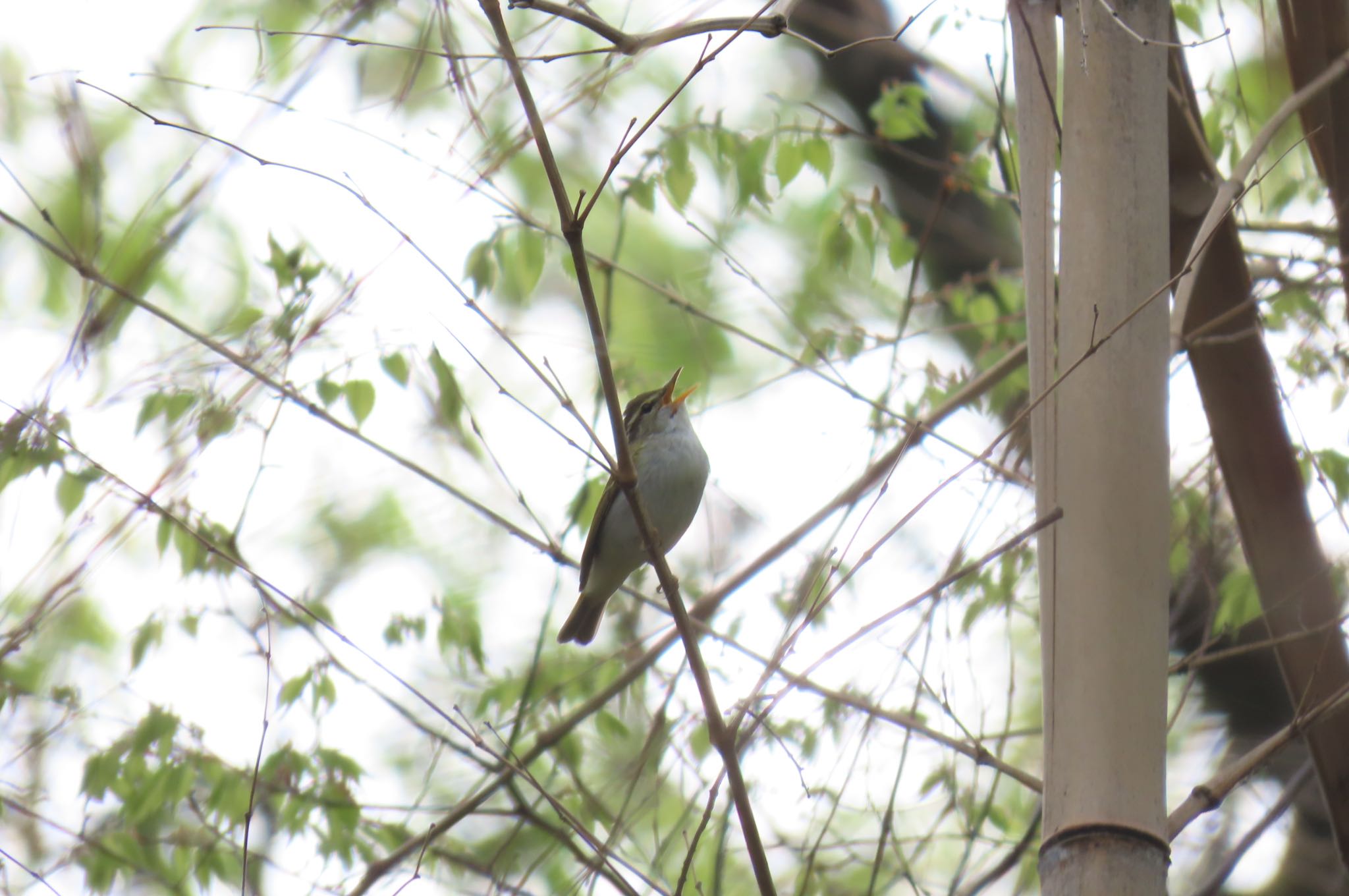 Eastern Crowned Warbler