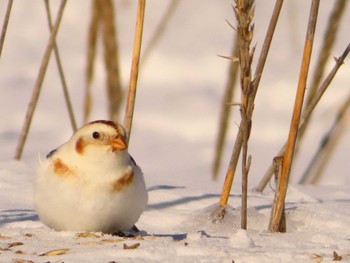 Snow Bunting 鵡川河口 Sun, 1/28/2024