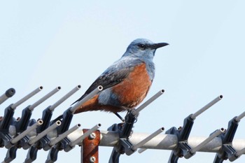 Blue Rock Thrush Unknown Spots Sun, 4/14/2024