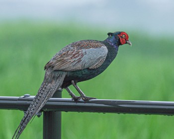 Green Pheasant Watarase Yusuichi (Wetland) Sun, 7/9/2023