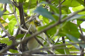 2024年4月10日(水) 名古屋平和公園の野鳥観察記録