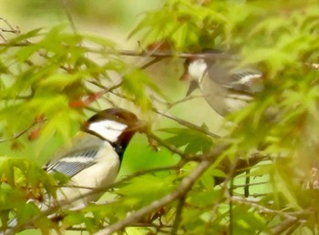 シジュウカラ 養老公園 2024年4月5日(金)