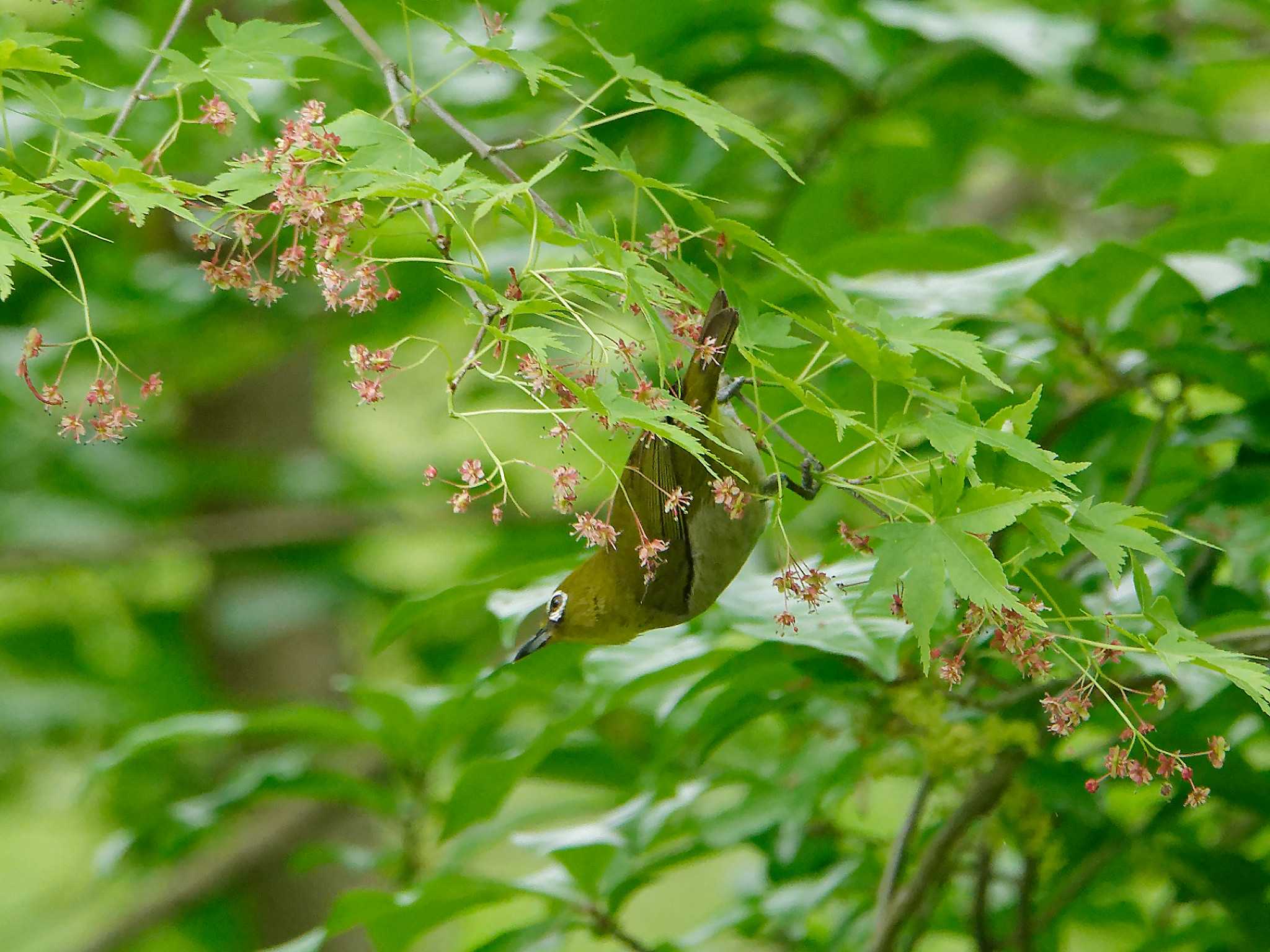 Photo of Warbling White-eye at 氷取沢市民の森 by しおまつ