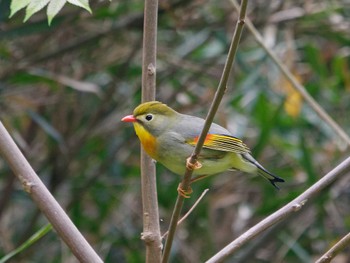 Red-billed Leiothrix 氷取沢市民の森 Sun, 4/21/2024