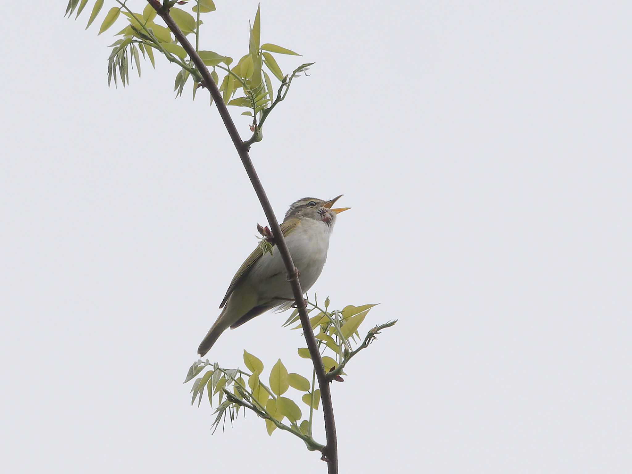 Photo of Eastern Crowned Warbler at 氷取沢市民の森 by しおまつ