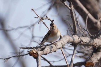 Brambling Asahiyama Memorial Park Mon, 4/8/2024