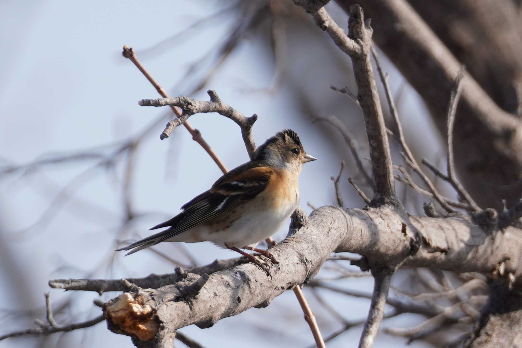 Photo of Brambling at Asahiyama Memorial Park by くまちん