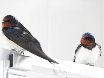 Barn Swallow 道の駅 朝霧高原 Mon, 4/22/2024