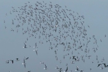 ユリカモメ ふなばし三番瀬海浜公園 2024年4月12日(金)