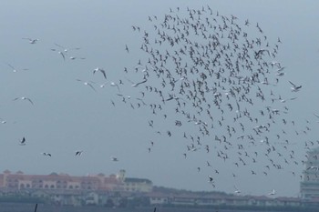 ハマシギ ふなばし三番瀬海浜公園 2024年4月12日(金)