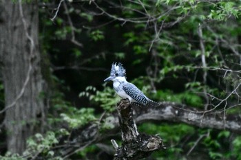 Crested Kingfisher 奈良 Sun, 4/21/2024