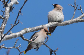 Bohemian Waxwing 北海道 Mon, 2/27/2023