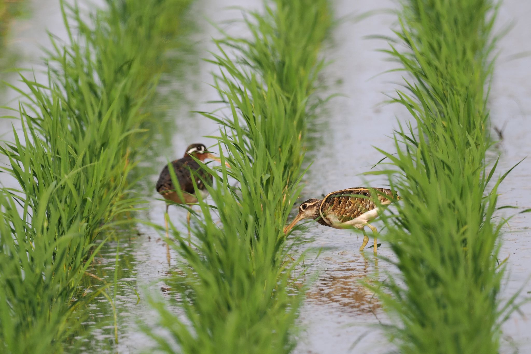 Photo of Greater Painted-snipe at  by エナガ好き
