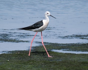 セイタカシギ 東京港野鳥公園 2022年7月17日(日)