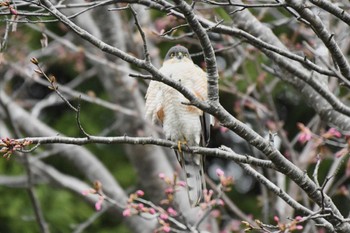 ツミ 札幌モエレ沼公園 2024年4月21日(日)