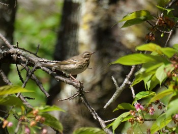 Olive-backed Pipit 秩父 Sat, 4/20/2024