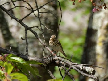 Olive-backed Pipit 秩父 Sat, 4/20/2024