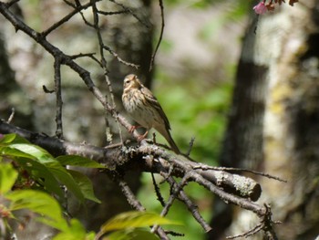 Olive-backed Pipit 秩父 Sat, 4/20/2024