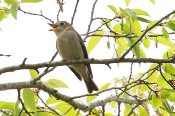 Asian Brown Flycatcher 丸火自然公園 Sun, 4/21/2024