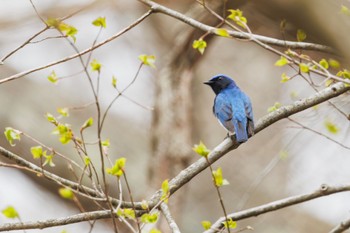 Blue-and-white Flycatcher Karuizawa wild bird forest Mon, 4/22/2024