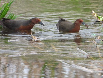 Ruddy-breasted Crake 岡山百間川 Mon, 4/22/2024