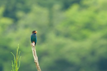 ブッポウソウ 天龍村 2022年7月18日(月)