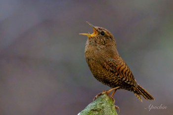 Eurasian Wren 日向渓谷 Sun, 4/14/2024