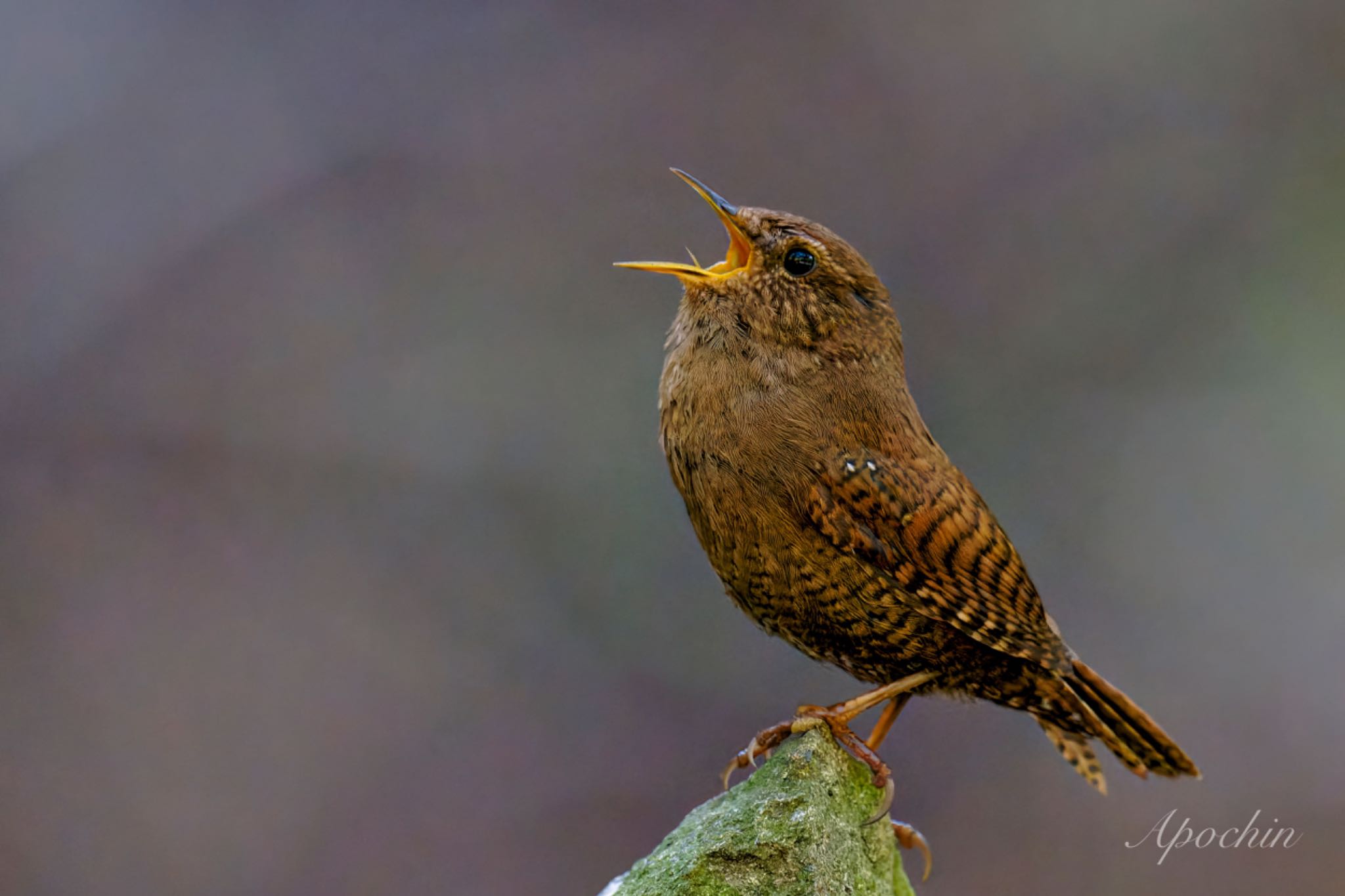 Eurasian Wren