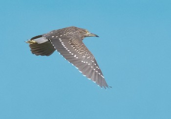 Black-crowned Night Heron 多摩川 Sun, 9/4/2022