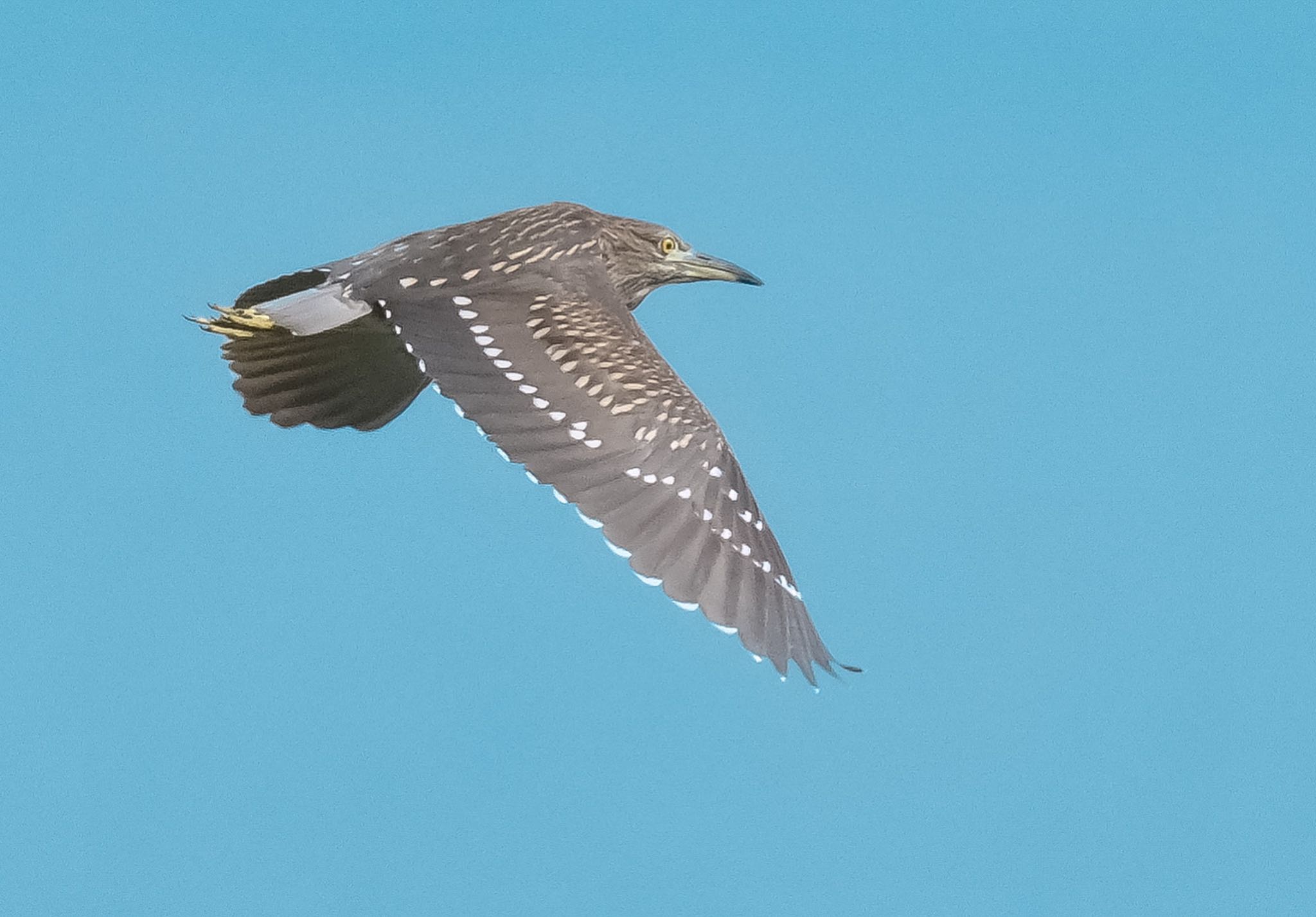 Photo of Black-crowned Night Heron at 多摩川 by 015