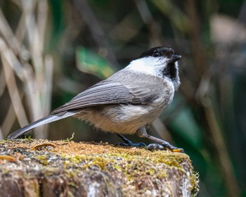 Willow Tit Yanagisawa Pass Fri, 4/28/2023