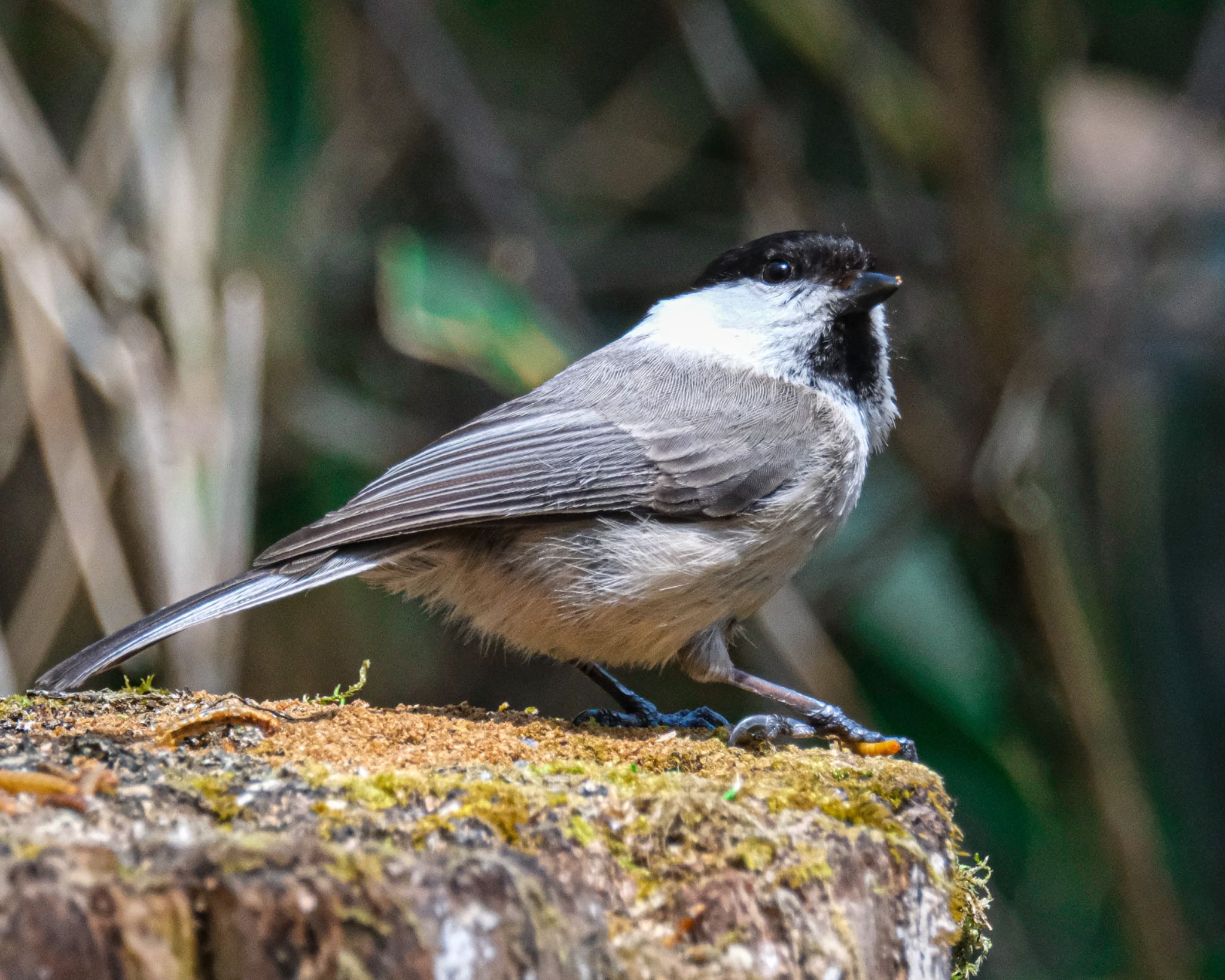 Photo of Willow Tit at Yanagisawa Pass by 015