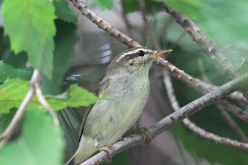 Kamchatka Leaf Warbler Unknown Spots Fri, 9/23/2022