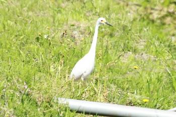 チュウサギ 北総花の丘公園 2024年4月17日(水)