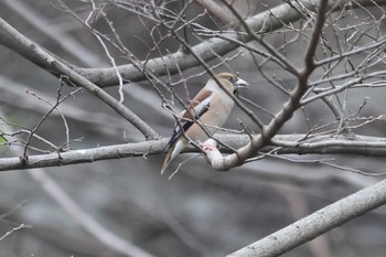 Hawfinch 夙川河川敷緑地(夙川公園) Sun, 3/17/2024