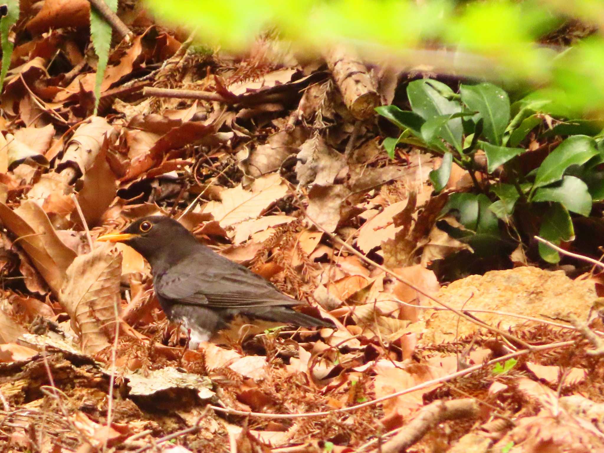 Japanese Thrush