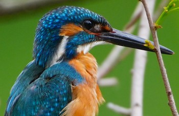 Common Kingfisher 千里南公園 Mon, 4/22/2024