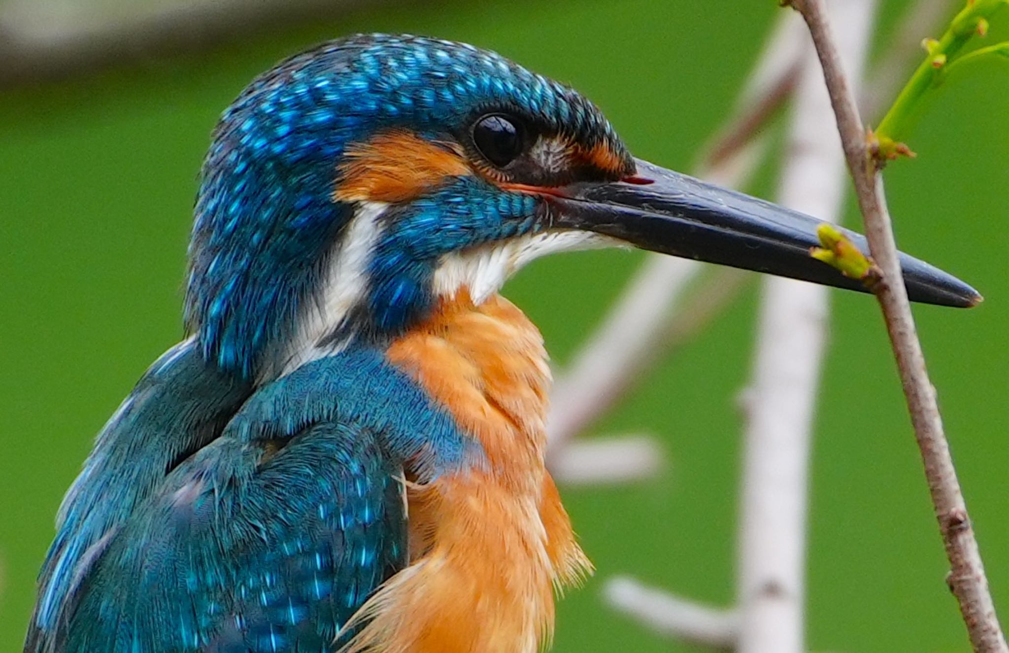 Photo of Common Kingfisher at 千里南公園 by アルキュオン