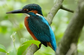 Common Kingfisher 大阪府吹田市 山田西公園 Mon, 4/22/2024